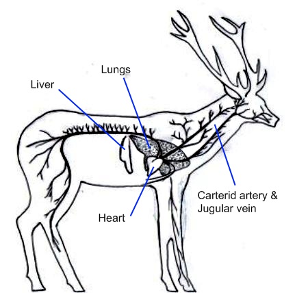 Deer vitals for website.jpg